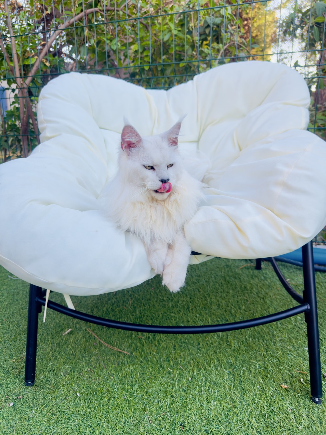 Aston King, Maine Coon blanc de la chatterie Hugcoon, dans son fauteuil de jardin