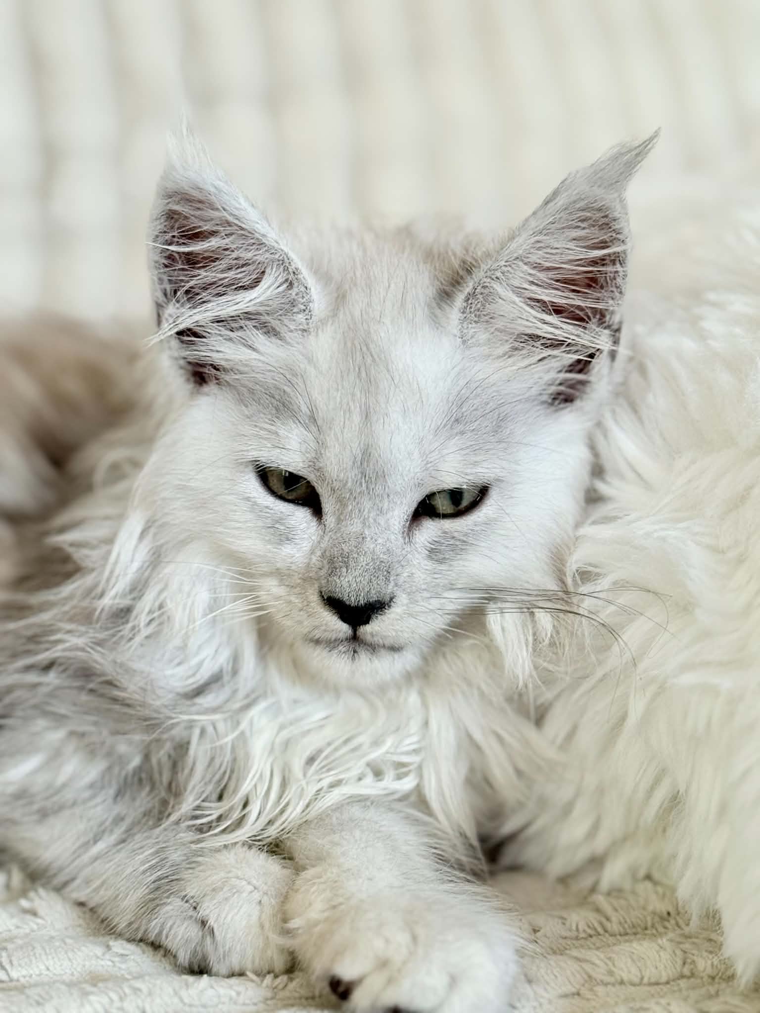 Bali, chaton Maine Coon black high smoke de la chatterie Hugcoon, le poil sur la joue