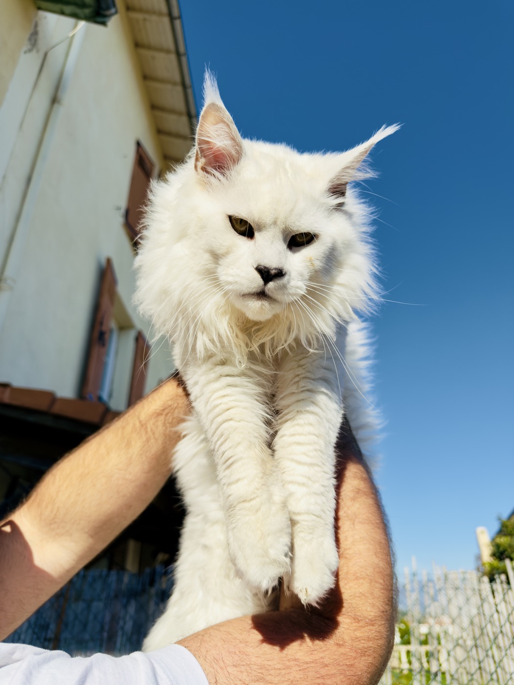 Maine Coon blanc de la chatterie Hugcoon, en extérieur