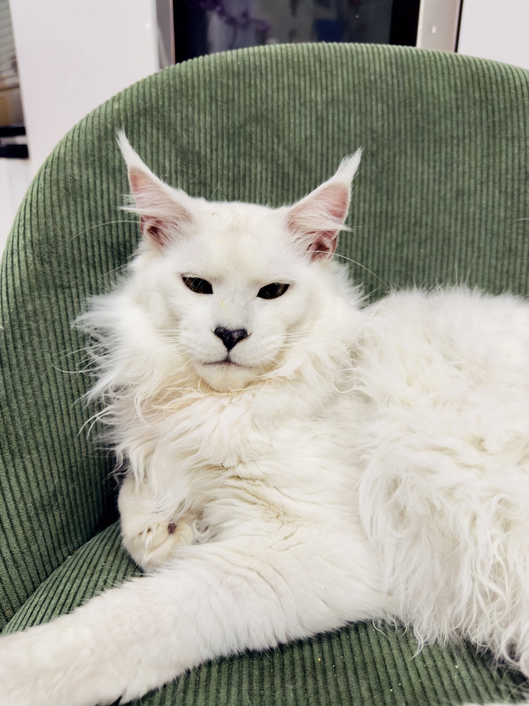 Maine Coon blanc de la chatterie Hugcoon dans un fauteuil vert, seconde pose