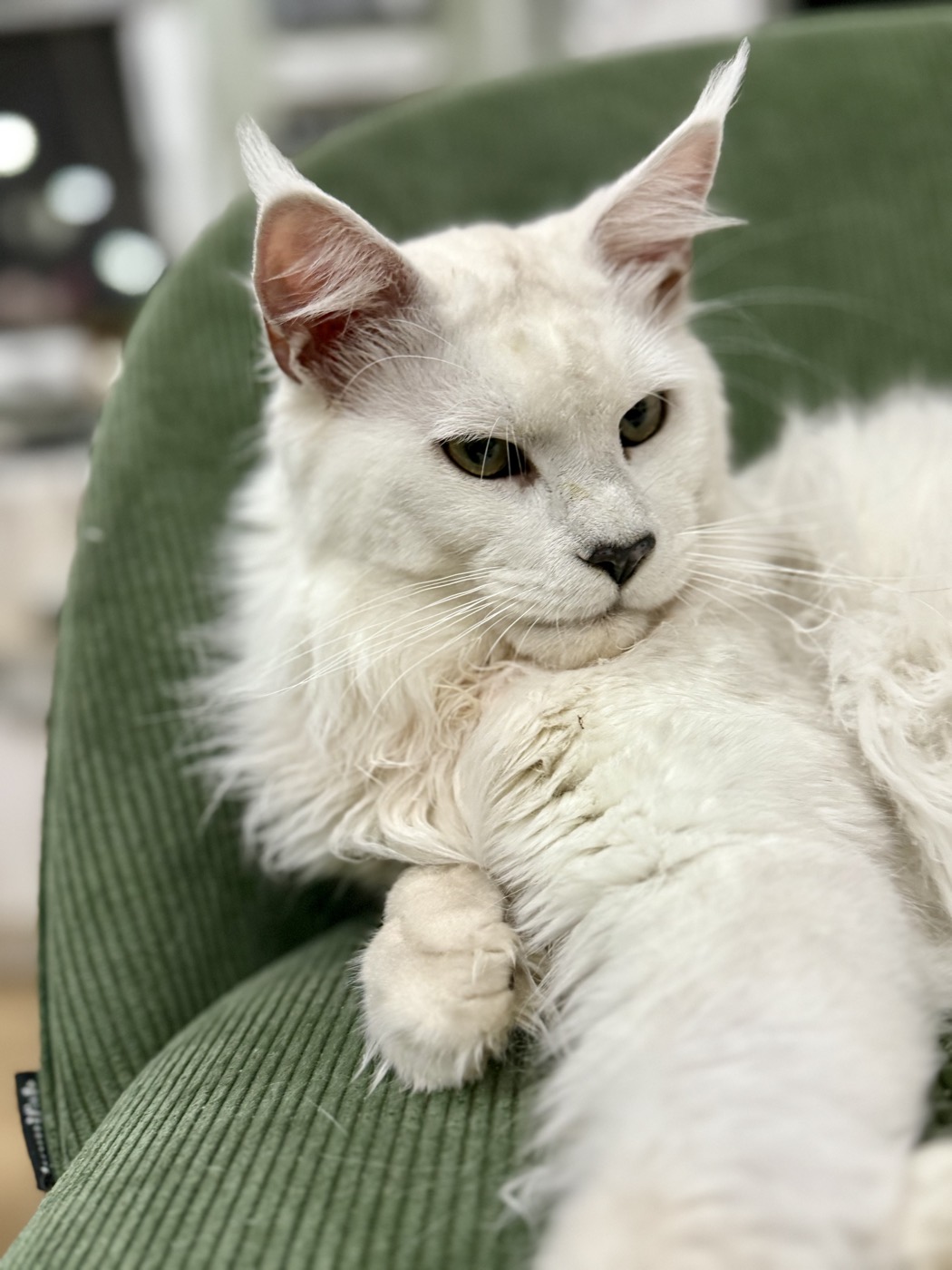 Maine Coon blanc de la chatterie Hugcoon dans un fauteuil vert