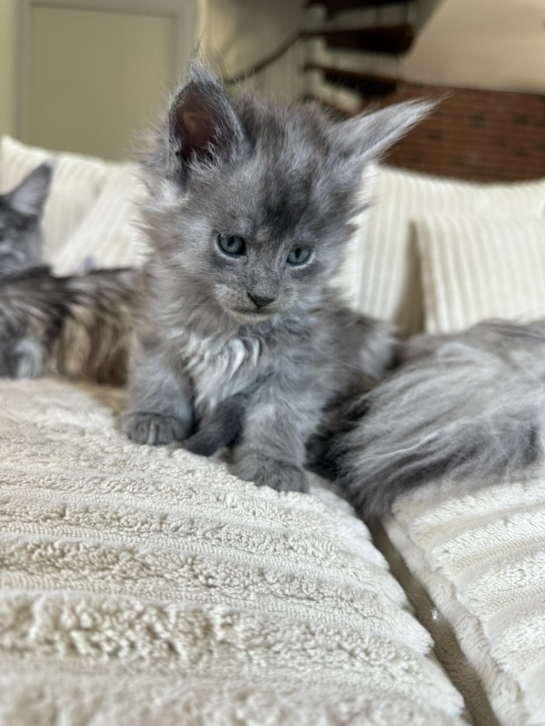 Bourbon, Maine Coon de la chatterie Hugcoon