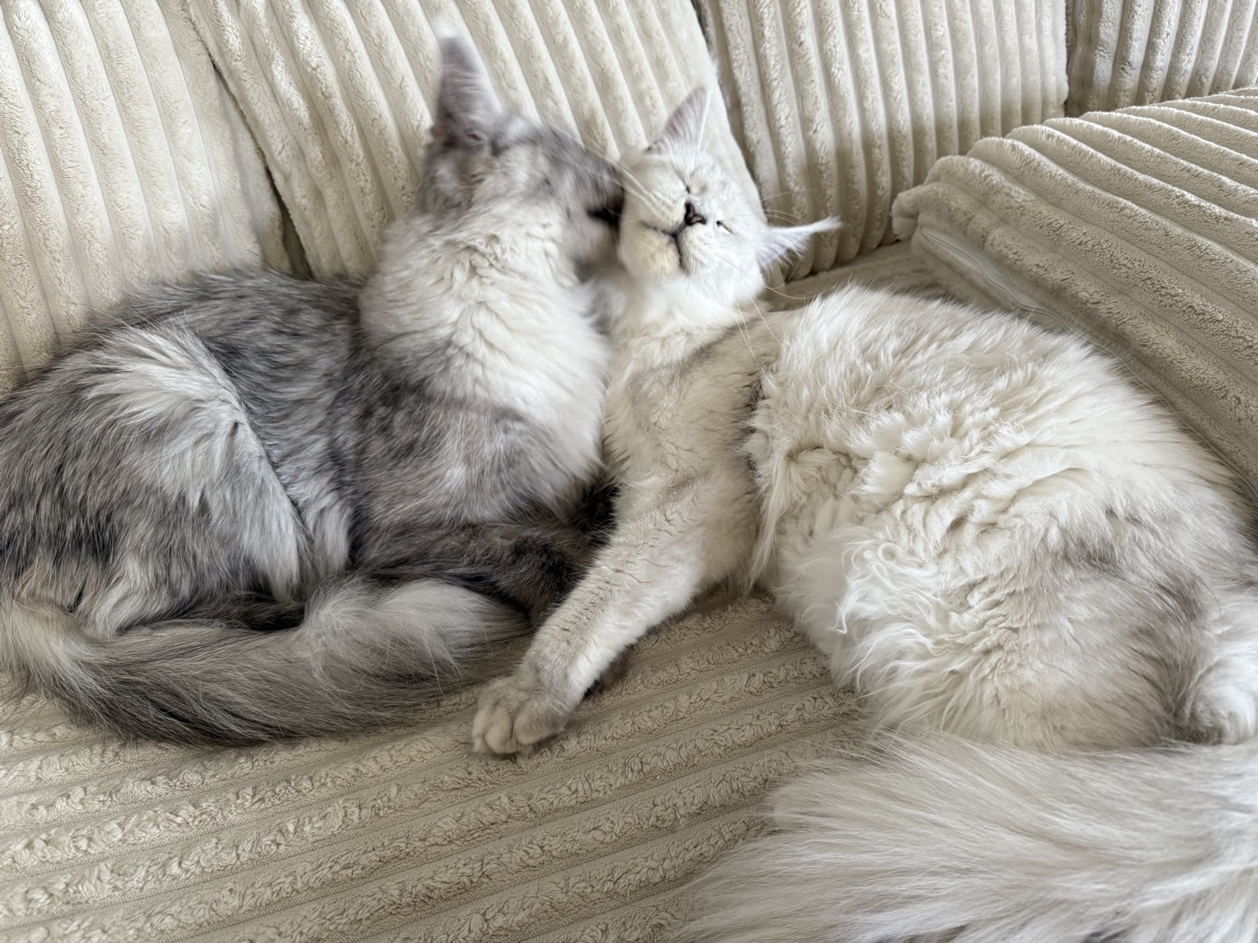 Deux Maine Coon de la chatterie Hugcoon qui se câlinent
