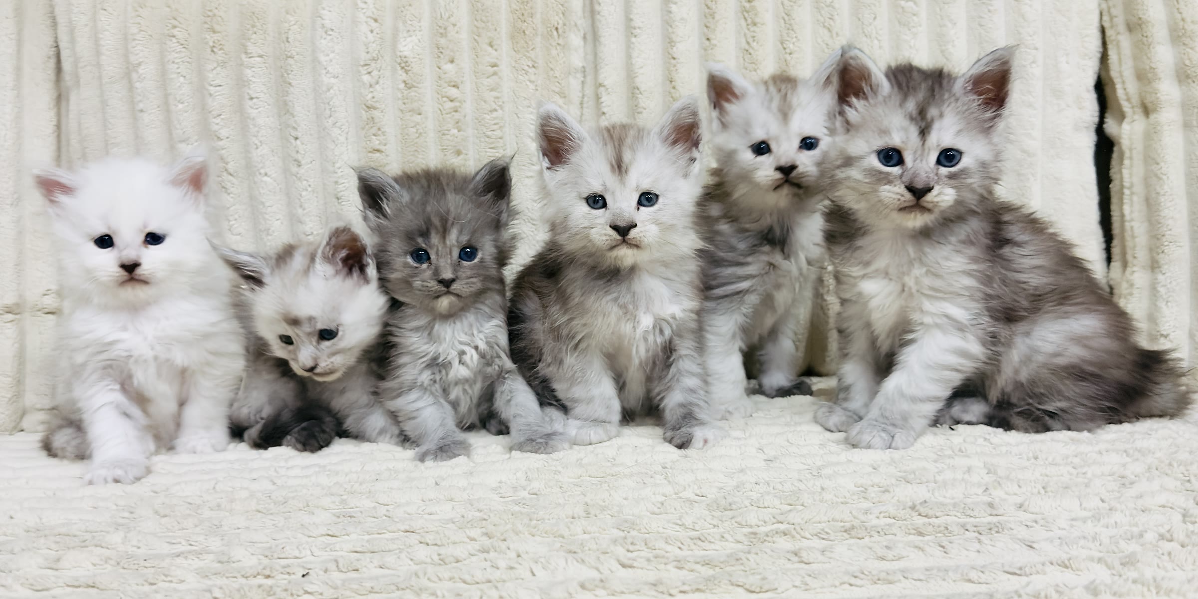 Portée de six chatons Maine Coon de l'élevage Hugcoon