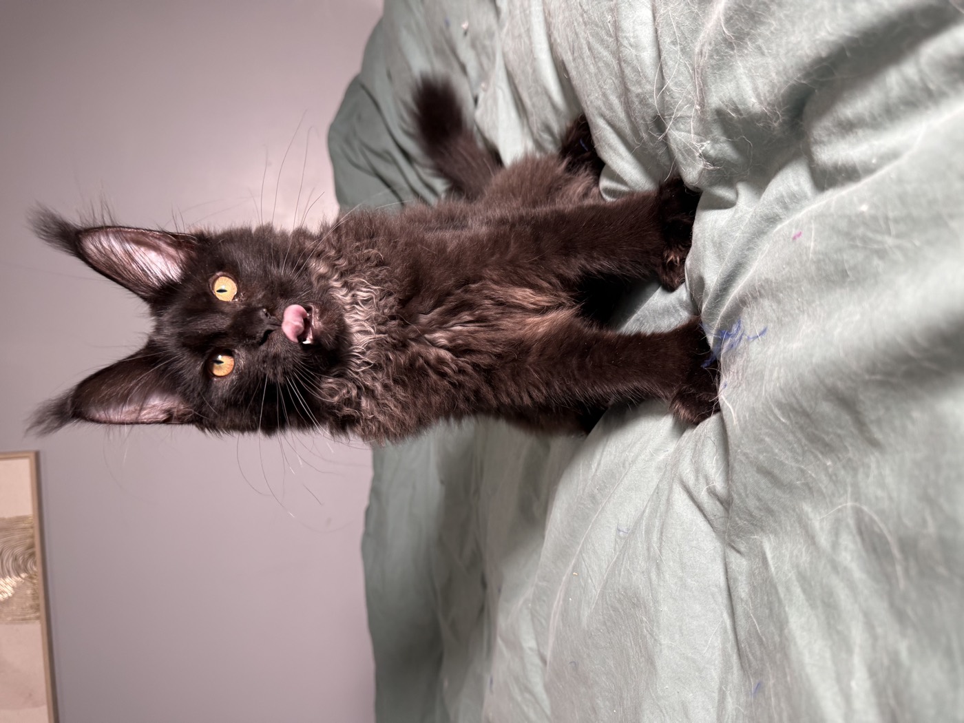 Chaton Maine Coon noir de la chatterie Hugcoon