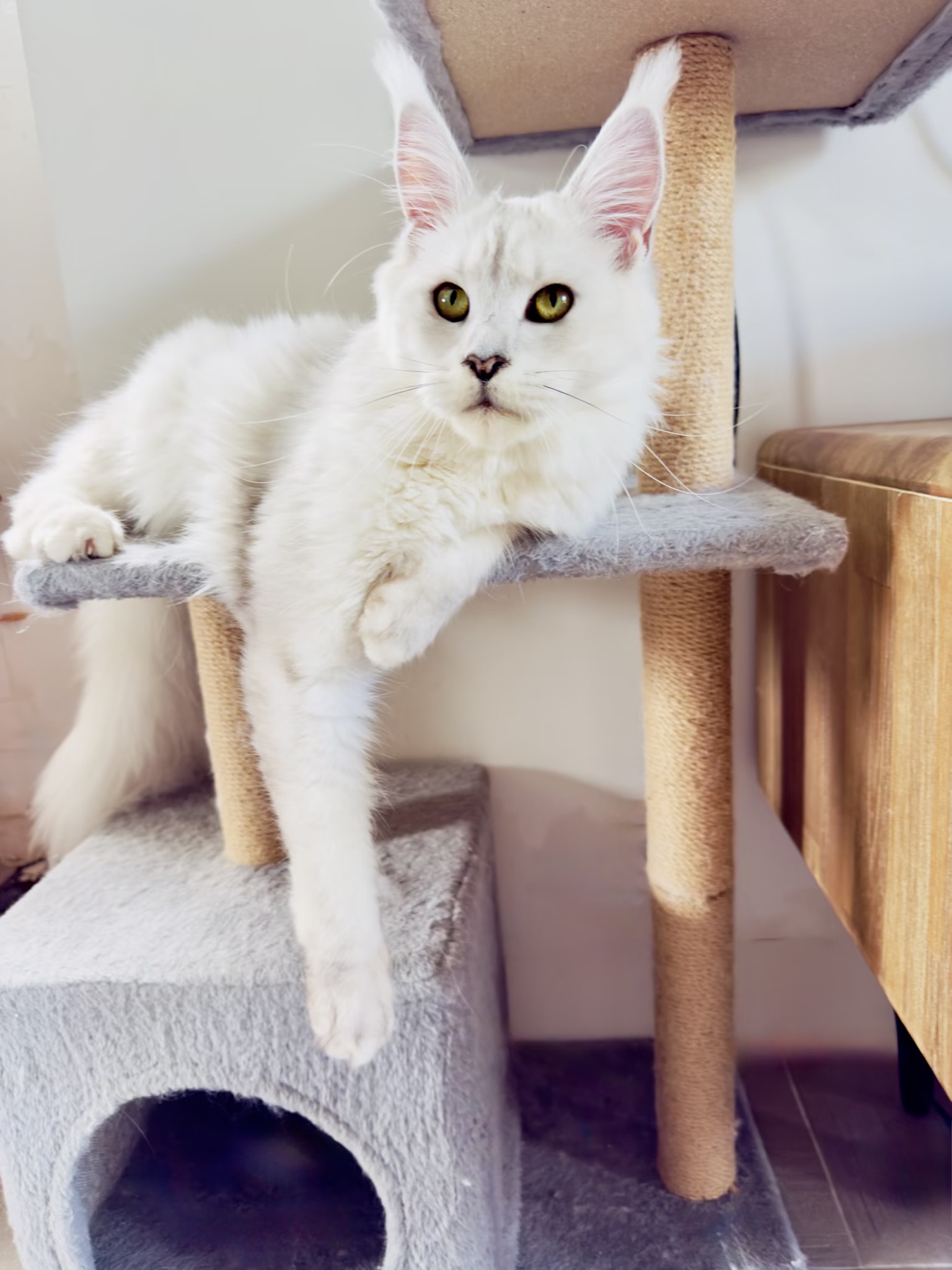 O’Lala von Palüt, Maine Coon black silver shell de la chatterie Hugcoon