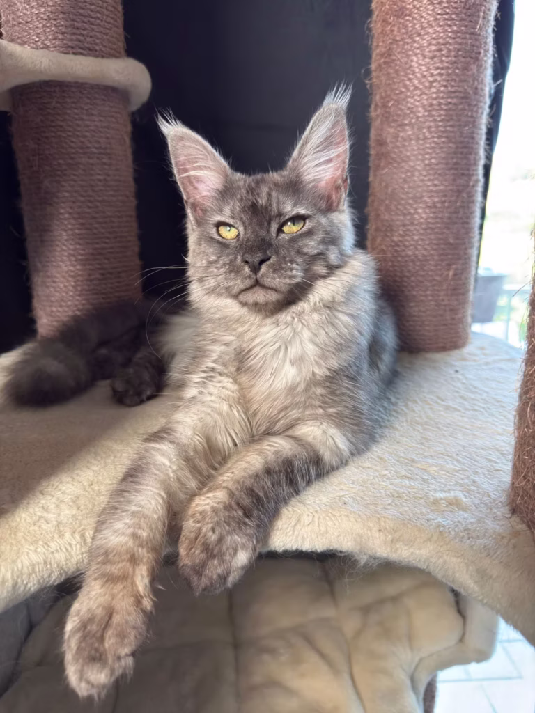 Allure - Femelles Maine Coon Black smoke à Nice - Hugcoon