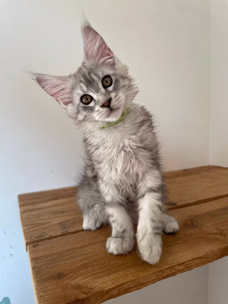 Chaton femelle collier vert