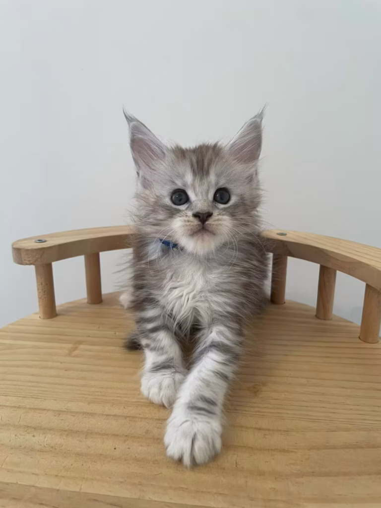 Chaton mâle collier bleu