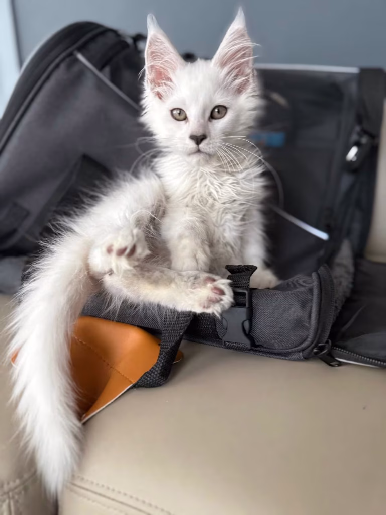 Aston Chaton - Hugcoon