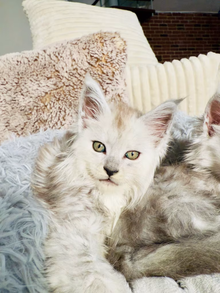 Bali chaton maine coon hugcoon - Hugcoon