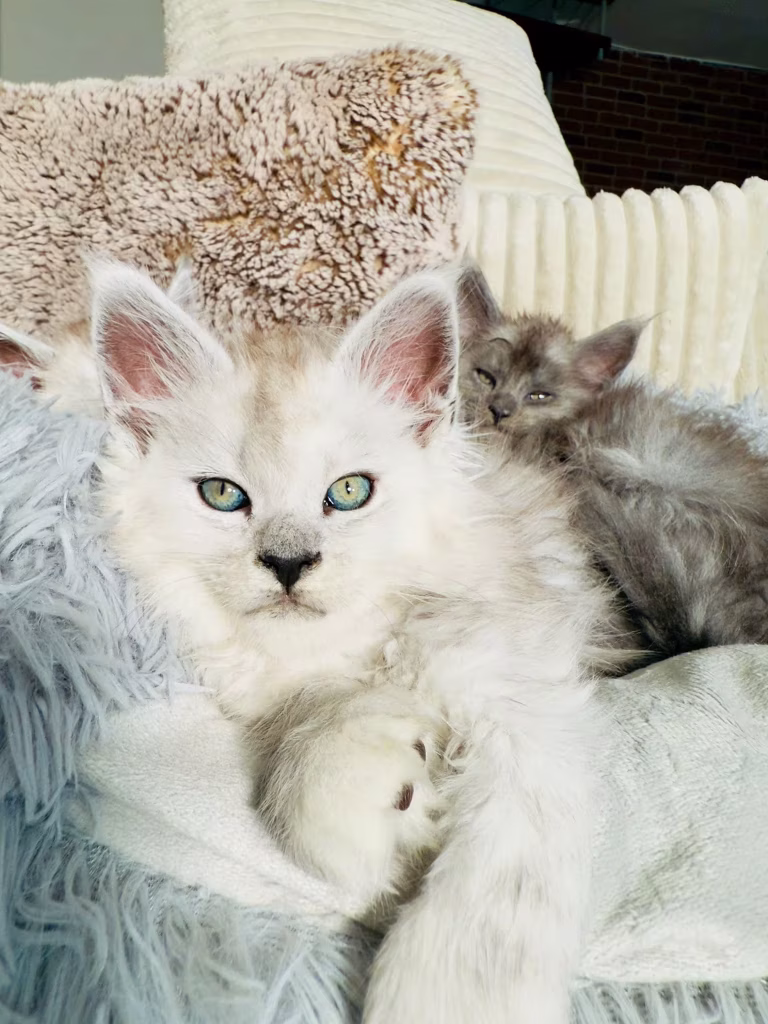 Bonaparte chaton maine coon hugcoon - Hugcoon