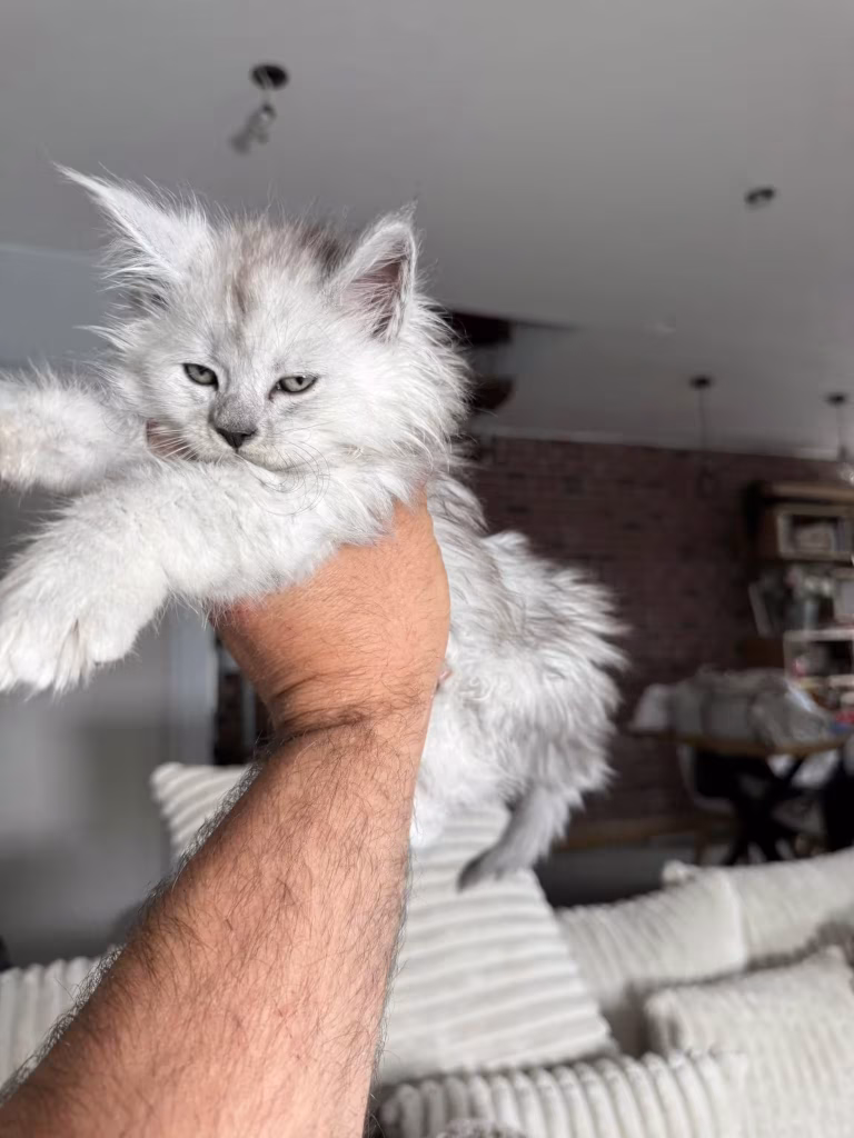 Bowen chaton maine coon hugcoon - Hugcoon
