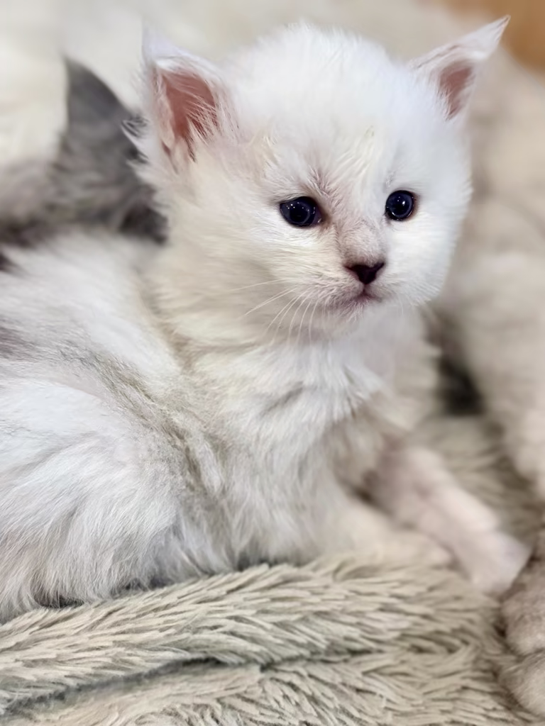 Burrata, chaton Maine Coon femelle née à la chatterie Hugcoon, élevage de Maine Coon LOOF à Nice pour l'est des Alpes-Maritimes