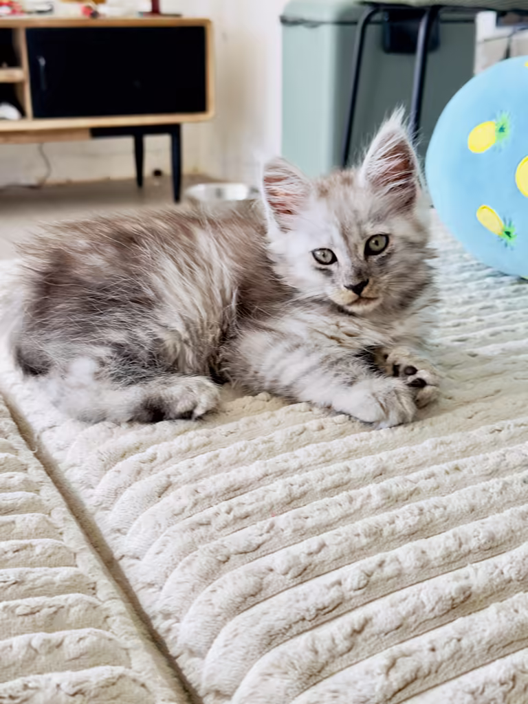 Barbie, chaton maine coon femelle black high smoke disponible à la chatterie Hugcoon, Nice