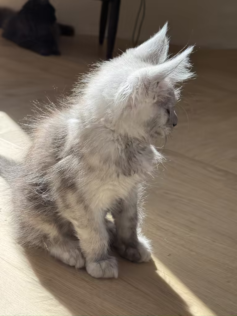 Beliz de Hugcoon, chaton maine coon femelle black smoke, née le 22 juillet 2026 à Nice